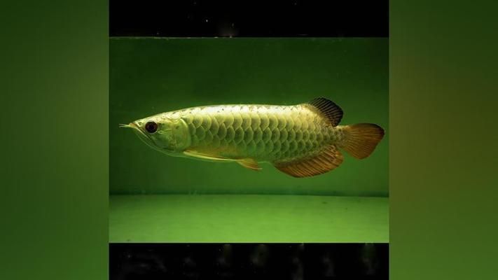 龍魚養殖場都喂大麥蟲：龍魚養殖場喂食大麥蟲的注意事項 龍魚養殖場都喂大麥蟲：龍魚養殖場喂食大麥蟲的注意事項 龍魚百科 第2張