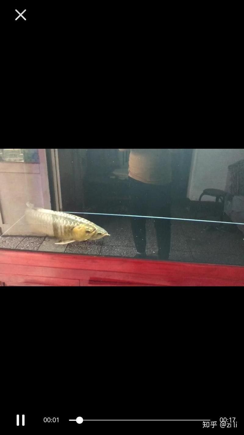 龍魚(yú)憋卵后多久會(huì)死亡？