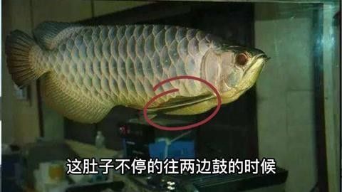 銀龍魚懷孕后如何護理？