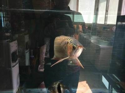 龍魚轉(zhuǎn)讓合法：個人轉(zhuǎn)讓龍魚合法嗎？