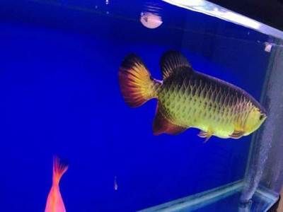 龍魚轉(zhuǎn)讓合法：個人轉(zhuǎn)讓龍魚合法嗎？