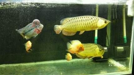 龍魚轉(zhuǎn)讓合法：個人轉(zhuǎn)讓龍魚合法嗎？