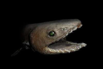 巴卡雷龍魚如何防范陸地捕食者：巴卡雷龍魚偽裝機制研究