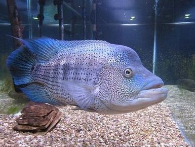 龍魚品質(zhì)排行榜：十大牌子網(wǎng)評(píng)出的龍魚魚缸品質(zhì)排行榜，龍魚品質(zhì)排行榜 龍魚品質(zhì)排行榜：十大牌子網(wǎng)評(píng)出的龍魚魚缸品質(zhì)排行榜，龍魚品質(zhì)排行榜 龍魚百科 第1張