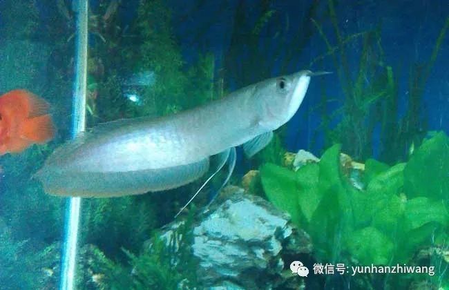 銀龍魚孵化公魚母魚