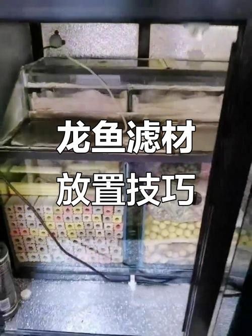 龍魚缸濾材放什么最好養活