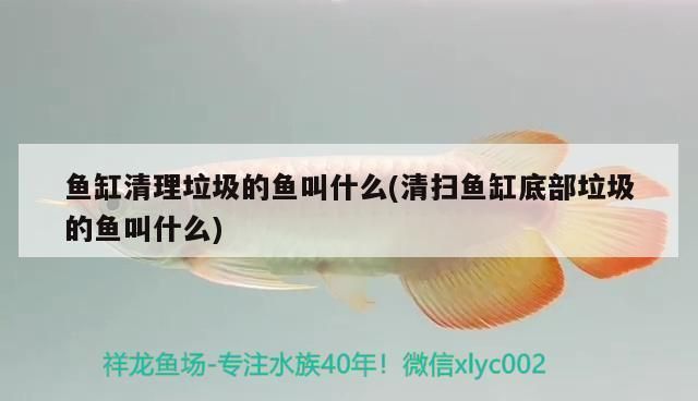 星點龍魚最大能長多大：星點龍魚成魚的奧秘