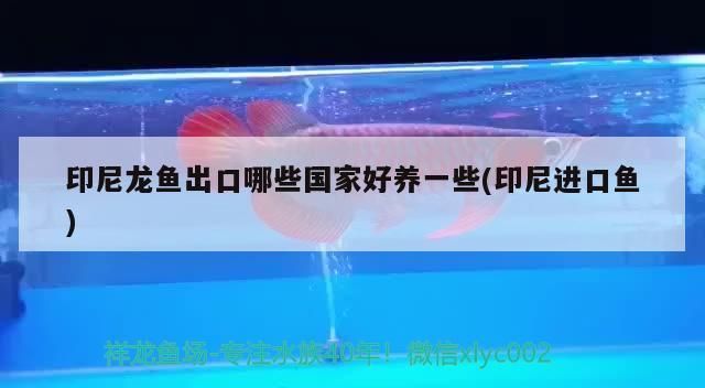星點龍魚最大能長多大：星點龍魚成魚的奧秘