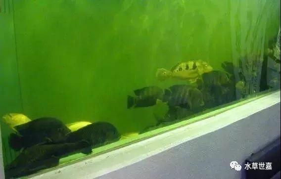 龍魚會所：不同地區龍魚會所基本概況