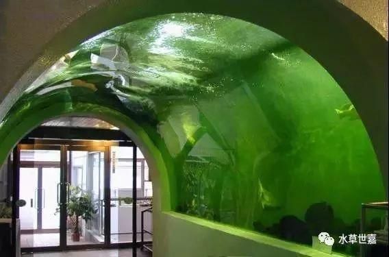 龍魚會所：不同地區龍魚會所基本概況