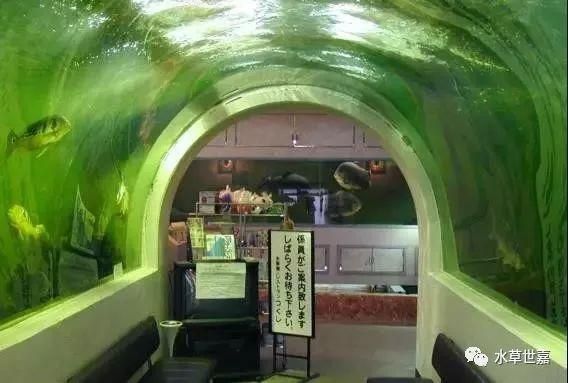龍魚會所：不同地區龍魚會所基本概況