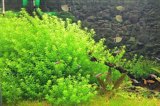 水草養(yǎng)殖環(huán)境優(yōu)化方案：水草養(yǎng)殖優(yōu)化方案