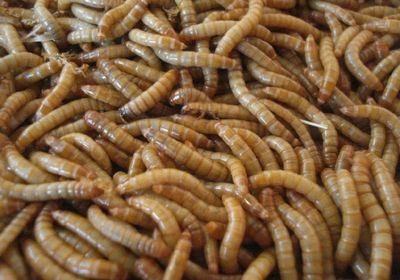 面包蟲喂龍魚：喂食面包蟲可以作為龍魚的飼料之一但需要注意一些事項
