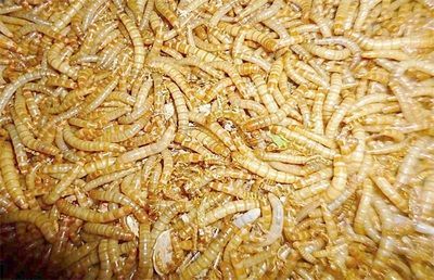 面包蟲喂龍魚：喂食面包蟲可以作為龍魚的飼料之一但需要注意一些事項