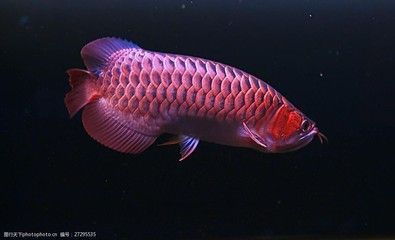 紅龍魚高清圖片和視頻獲取途徑：與紅龍魚相關的高清圖片和視頻和視頻和視頻的獲取途徑