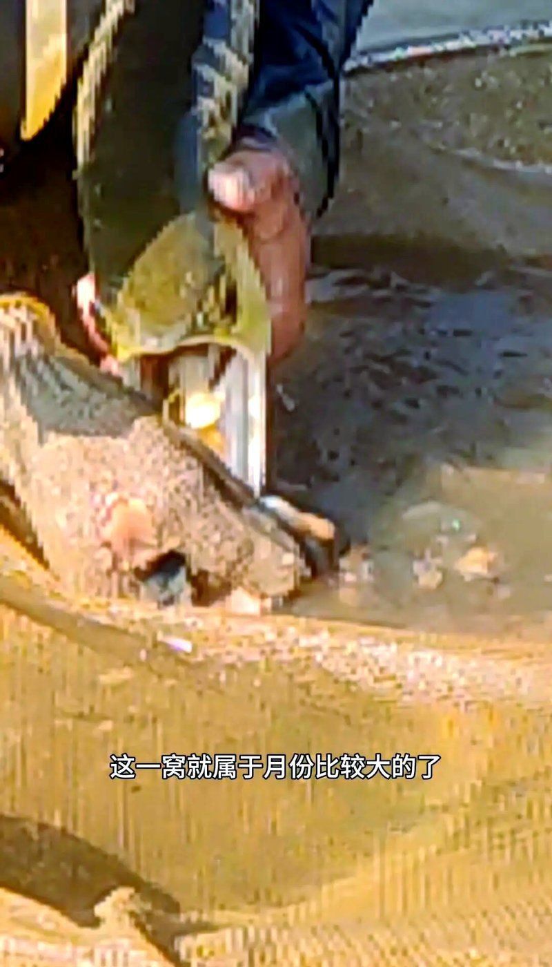 金頭過(guò)背金龍魚繁殖技巧