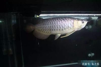 龍魚掉眼會影響其健康嗎？：龍魚掉眼不治療會影響其健康嗎？