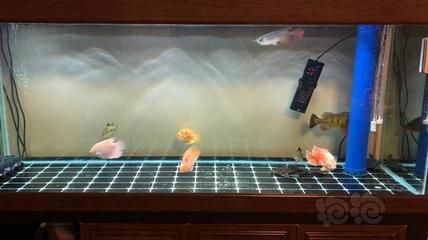 龍魚進貨渠道是什么：龍魚的進貨渠道是什么？