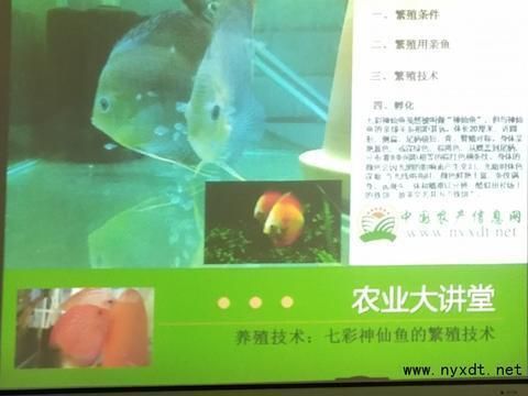 七彩龍魚怎么養及喂養技巧圖解：七彩龍魚怎么養養技巧圖解