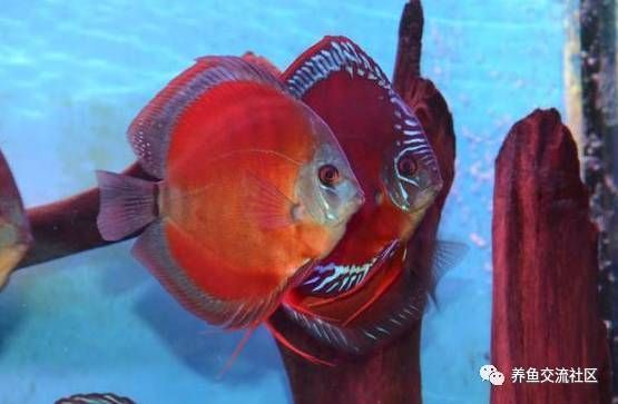 七彩龍魚怎么養及喂養技巧圖解：七彩龍魚怎么養養技巧圖解