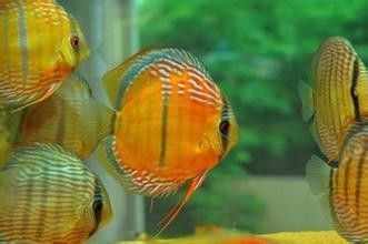 七彩龍魚怎么養及喂養技巧圖解：七彩龍魚怎么養養技巧圖解