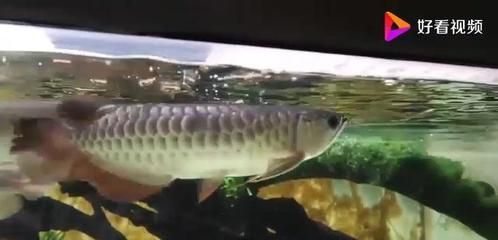 龍魚不進食怎么辦：新買的龍魚不進食怎么辦，龍魚不進食怎么辦，