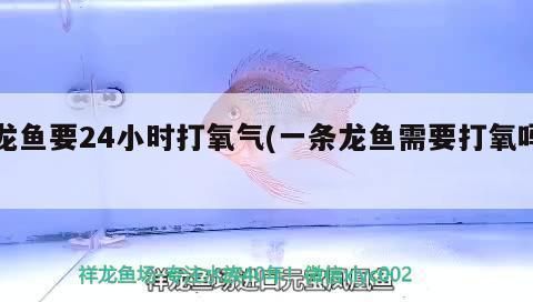 龍魚缸需要24小時打氧嗎：龍魚缸是否需要24小時打氧