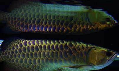 龍魚的魚鱗：關于龍魚魚鱗的一些詳細介紹