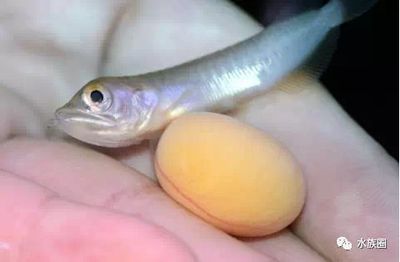 小龍魚喂多少：小龍魚的喂養方法