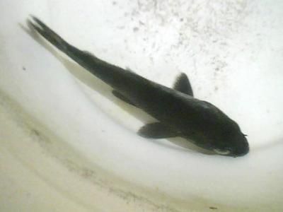 小龍魚喂多少：小龍魚的喂養方法