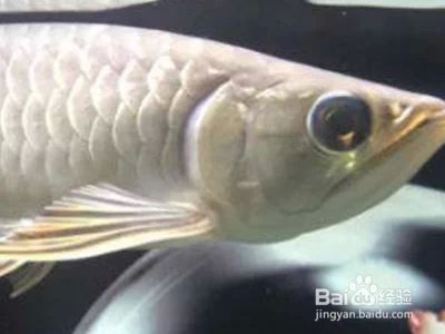 龍魚掉眼能恢復(fù)嗎：龍魚掉眼可以恢復(fù)嗎