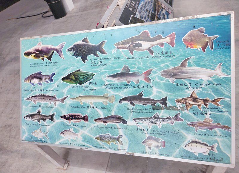 馬來西亞七彩漁場和七彩漁場哪個好玩