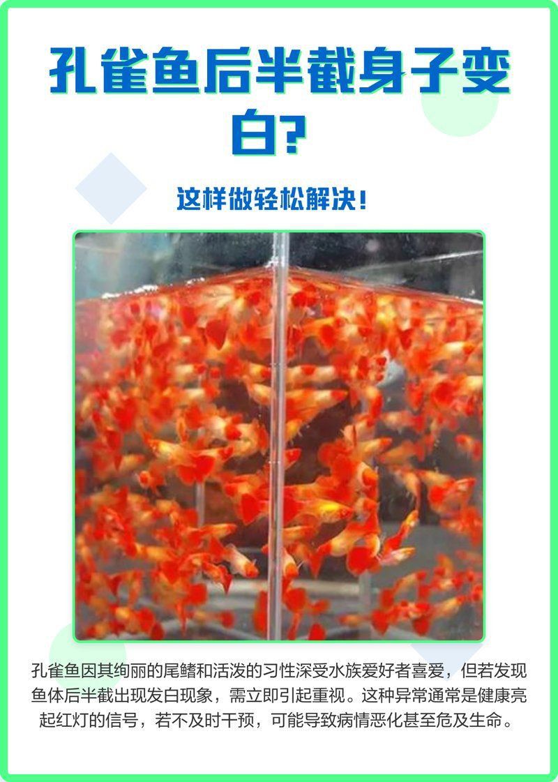 孔雀魚后半截身子變白