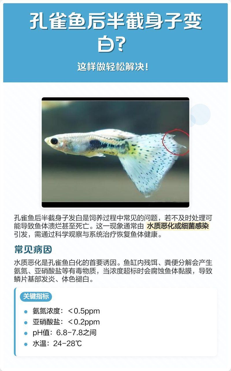孔雀魚后半截身子變白