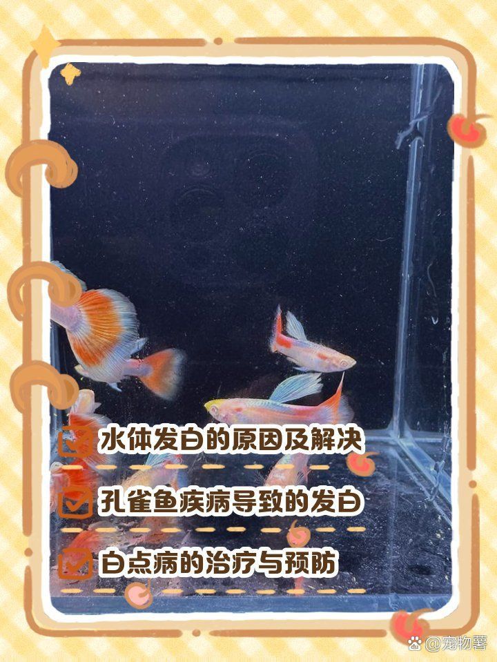 孔雀魚后半截身子變白