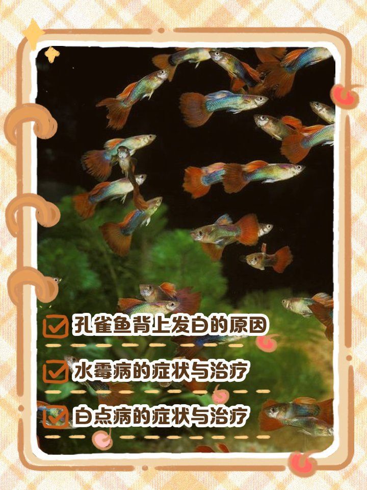 孔雀魚后半截身子變白