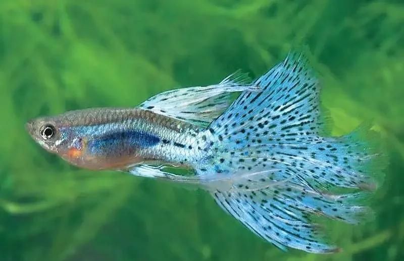 孔雀魚后半截身子變白