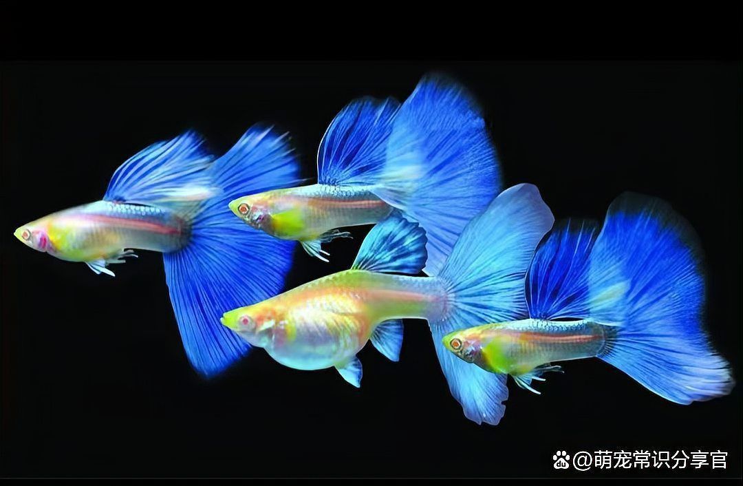 孔雀魚后半截身子變白