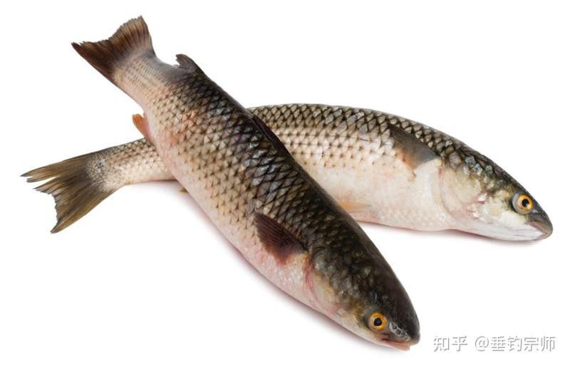葵龍魚的別名