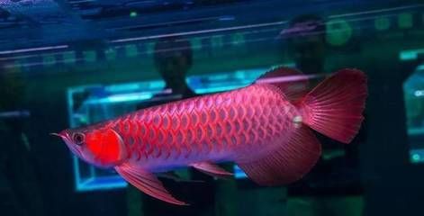 紅龍魚食量不大什么原因（紅龍魚不吃東西的原因及處理方法）