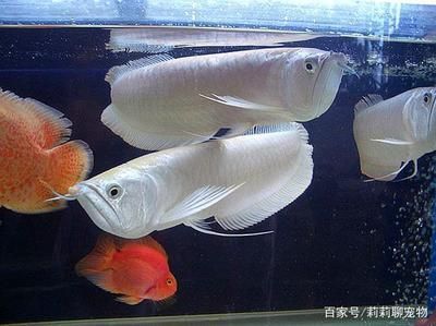 藍色龍魚什么價格好：藍色龍魚價格
