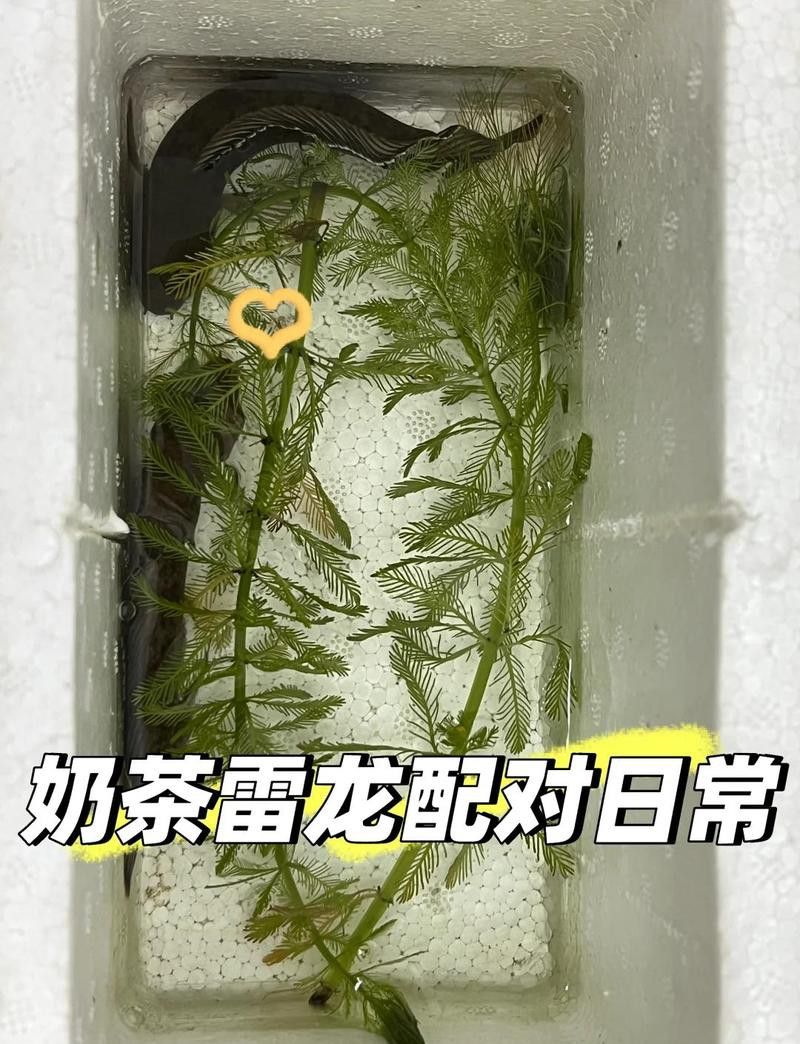 彩虹雷龍魚繁殖期間需要換水嗎？
