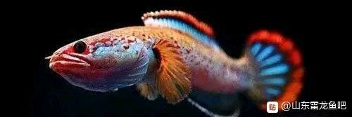 彩虹雷龍魚繁殖期間需要換水嗎？