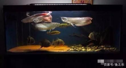 配龍魚的中層魚（適合與龍魚混養的中層魚種類） 配龍魚的中層魚（適合與龍魚混養的中層魚種類） 龍魚百科 第2張