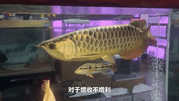 金龍魚壁紙有哪些版本？