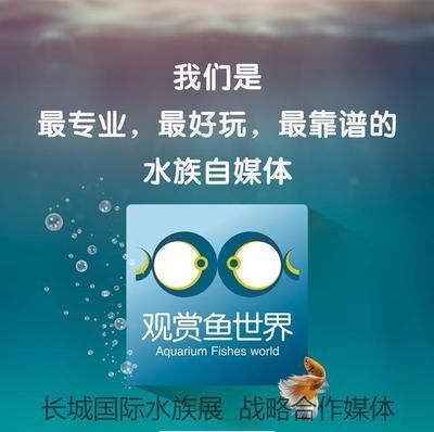 觀賞魚國際貿易合作案例：廣州南沙觀賞魚國際貿易法規解讀