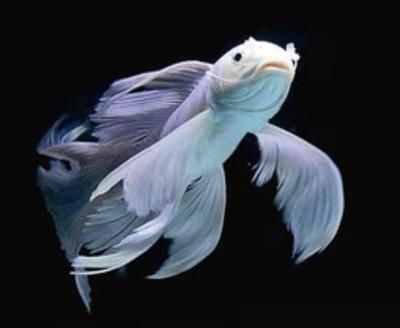 觀賞魚國際貿易合作案例：廣州南沙觀賞魚國際貿易法規解讀