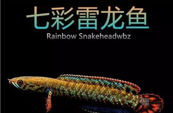 怎么才能讓雷龍魚快速熟悉人：如何幫助雷龍魚適應(yīng)人類并建立良好的關(guān)系