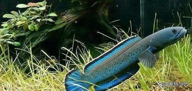 雷龍魚只能單養嗎