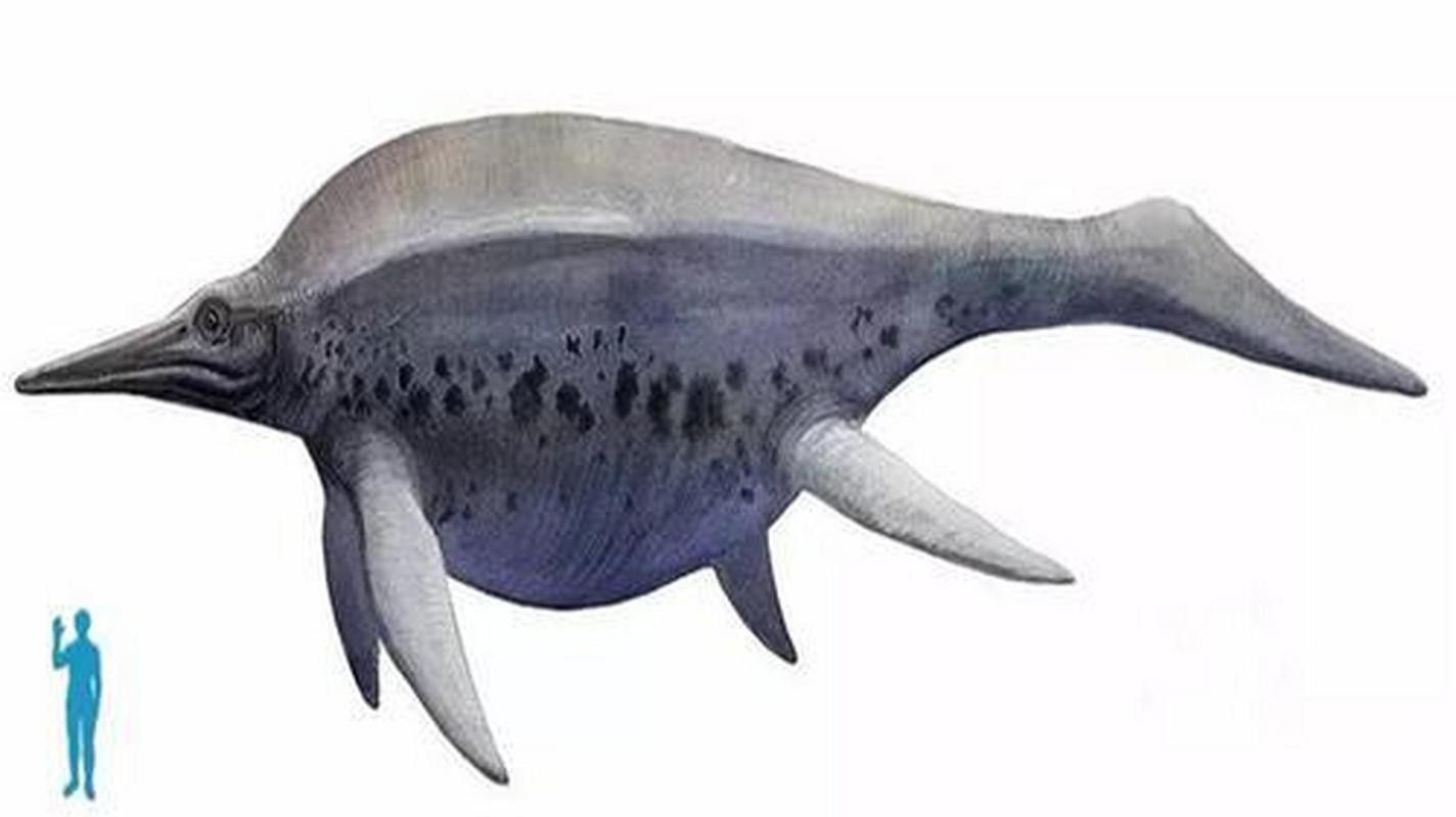 龍魚體型排名圖片
